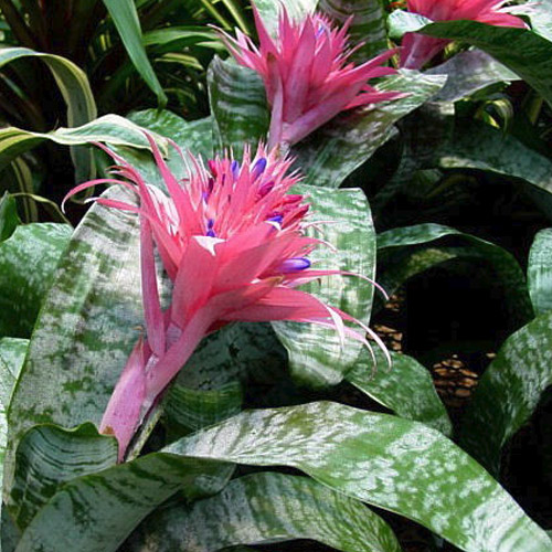 Vickery Wholesale Greenhouse Interior, tropical and patio plants. Serving Dallas and Austin
