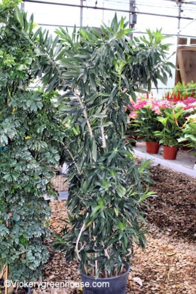 Reflexa Character Tree Pleomele Reflexa Character – Vickery Wholesale Greenhouse