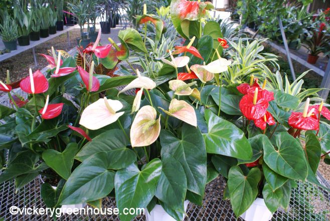 Anthurium  Giant Blooms  Vickery Wholesale Greenhouse