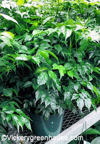 China Doll – Vickery Wholesale Greenhouse