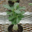 Adenium (Desert Rose)