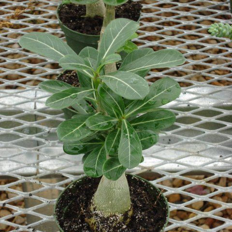 Adenium (Desert Rose)