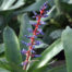 Aechmea Del Mar