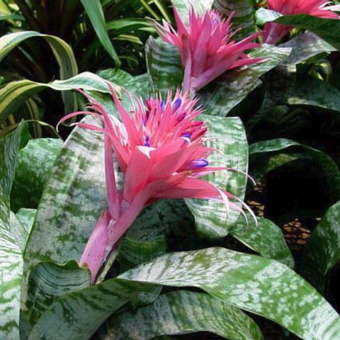 Aechmea Fasciata