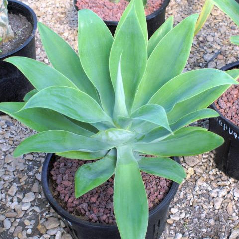 Agave Attenuata