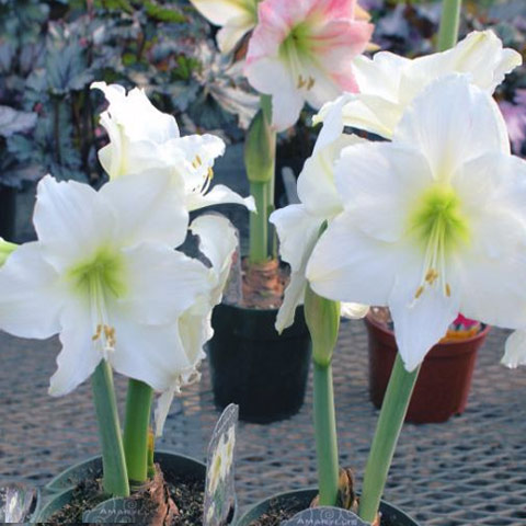 Amaryllis