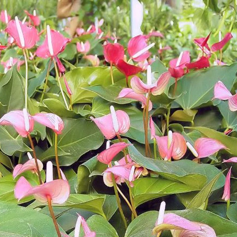 Anthurium