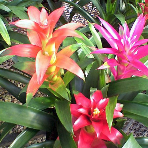 Bromeliad Garden