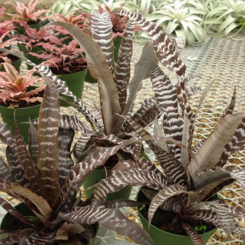 Cryptanthus Black Mystic