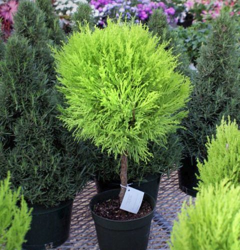 Golden Cypress Standard