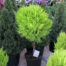 Golden Cypress Standard