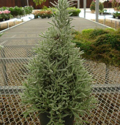 Lavender Tree