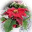 Maxi Poinsettia