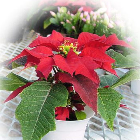 Maxi Poinsettia