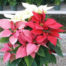 Mix R/W/P Poinsettia