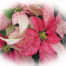 Monet Poinsettia