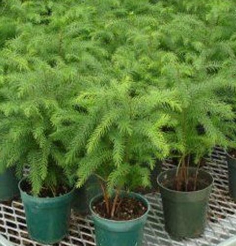 Norfolk Island Pine