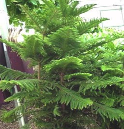 Norfolk Pine