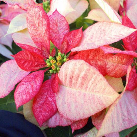 Picasso Poinsettia