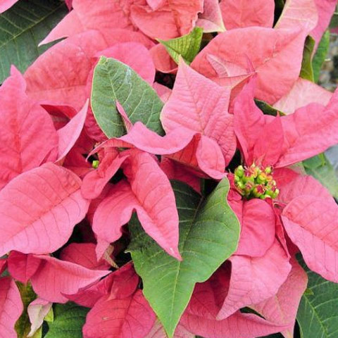 Pink Poinsettia