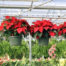 Poinsettia H.B. - Red