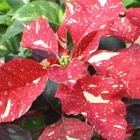 Red Glitter Poinsettia