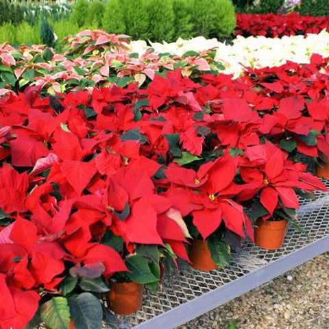 Red Poinsettia