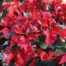 Specialty Poinsettias