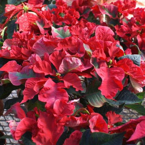 Specialty Poinsettias